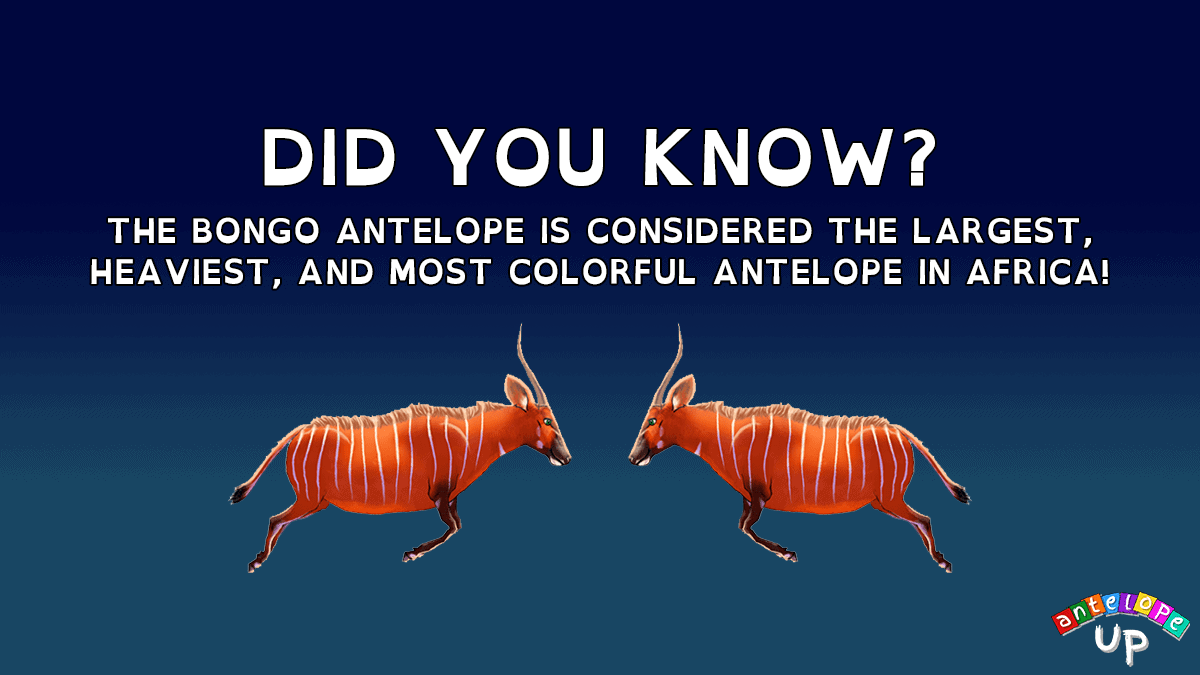 Antelope UP